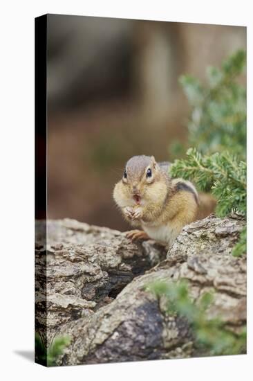 Eastern Chipmunk-Gary Carter-Premier Image Canvas