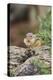 Eastern Chipmunk-Gary Carter-Premier Image Canvas