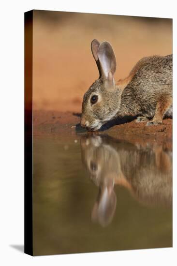 Eastern Cottontail drinking at pond, South Texas, USA-Rolf Nussbaumer-Premier Image Canvas