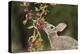 Eastern Cottontail eating Agarita berries, South Texas, USA-Rolf Nussbaumer-Premier Image Canvas