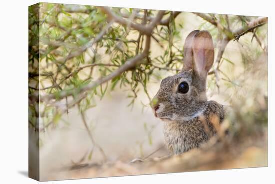 Eastern Cottontail Rabbit resting in shade-Larry Ditto-Premier Image Canvas