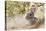 Eastern Cottontail Rabbit resting in shade-Larry Ditto-Premier Image Canvas