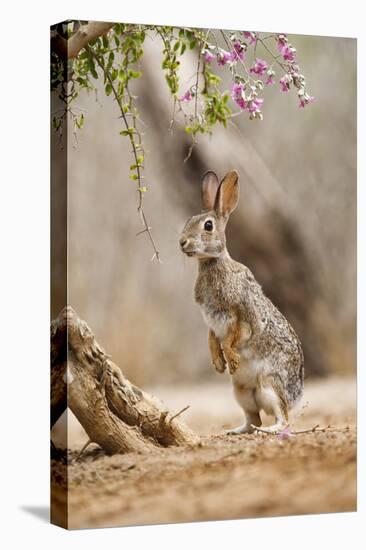 Eastern Cottontail Rabbit, Wildlife, Feeding on Blooms of Native Plants-Larry Ditto-Premier Image Canvas