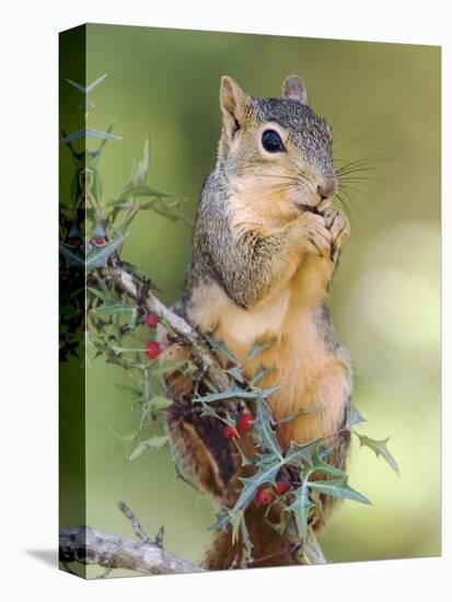 Eastern Fox Squirrel Eating Berries, Uvalde County, Hill Country, Texas, USA-Rolf Nussbaumer-Premier Image Canvas