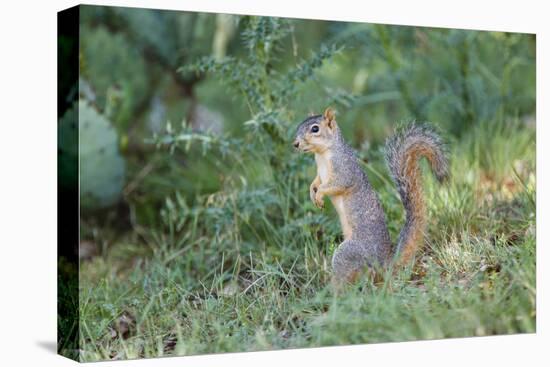 Eastern Fox Squirrel Foraging on Forest Floor-Larry Ditto-Premier Image Canvas