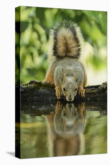 Eastern Fox Squirrel, Sciurus Niger, drinking, Hill Country, Texas, USA-Rolf Nussbaumer-Premier Image Canvas