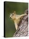 Eastern Fox Squirrel, Uvalde County, Hill Country, Texas, USA-Rolf Nussbaumer-Premier Image Canvas