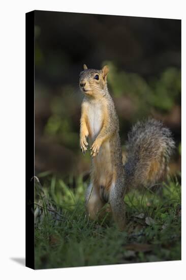 Eastern Fox Squirrel Watching for Predators-Larry Ditto-Premier Image Canvas