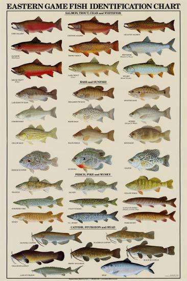 Eastern Gamefish Identification Chart-null-Stretched Canvas