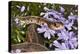 Eastern Garter Snake in Creeping Phlox, Thamnophis Sirtalis Sirtalis, Kentucky-Adam Jones-Premier Image Canvas