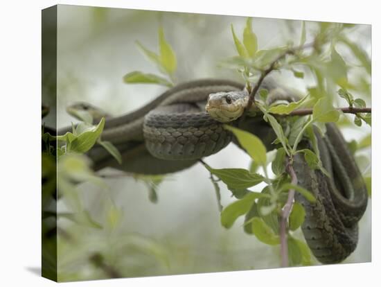 Eastern Garter Snakes mating, Ottawa National Wildlife Refuge, Ohio-Maresa Pryor-Premier Image Canvas