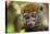 Eastern Gray Bamboo Lemur, Madagascar-Paul Souders-Premier Image Canvas