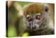 Eastern Gray Bamboo Lemur, Madagascar-Paul Souders-Premier Image Canvas