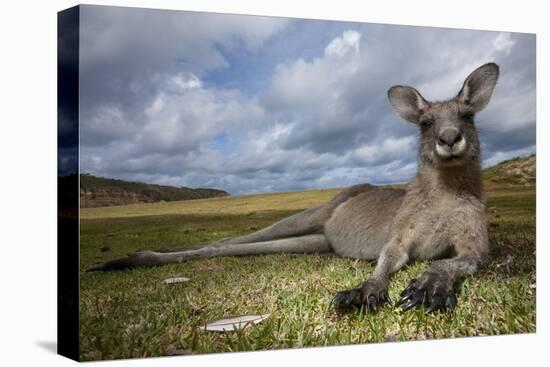 Eastern Gray Kangaroo in Murramarang National Park-Paul Souders-Premier Image Canvas