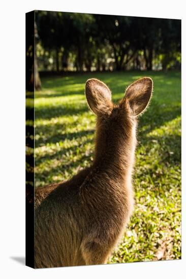 Eastern Gray Kangaroo, Queensland, Australia-Mark A Johnson-Premier Image Canvas