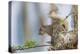 Eastern gray squirrel, Florida-Adam Jones-Premier Image Canvas
