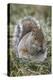 Eastern gray squirrel, Kentucky-Adam Jones-Premier Image Canvas