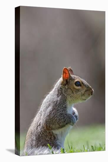 Eastern gray squirrel, Kentucky-Adam Jones-Premier Image Canvas