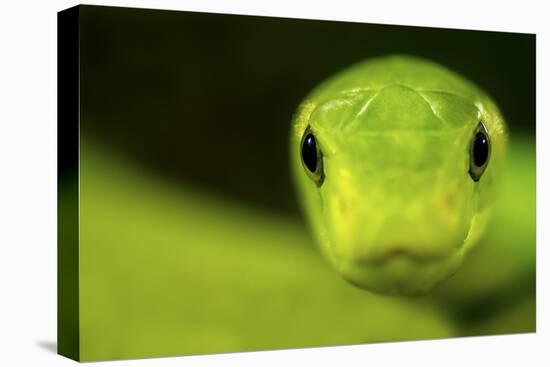 Eastern Green Mamba (Dendroaspis Angusticeps) Head Portrait, Captive, From East Africa-Edwin Giesbers-Premier Image Canvas