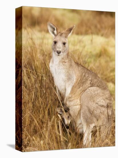 Eastern Grey Kangaroo and Joey, Kosciuszko National Park, New South Wales, Australia, Pacific-Jochen Schlenker-Premier Image Canvas