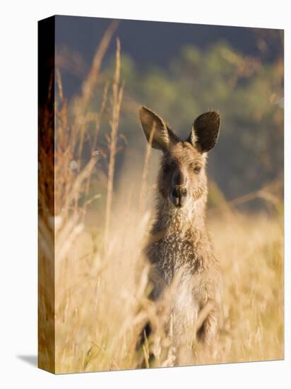 Eastern Grey Kangaroo, Geehi, Kosciuszko National Park, New South Wales, Australia, Pacific-Schlenker Jochen-Premier Image Canvas