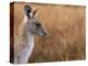 Eastern Grey Kangaroo, Kosciuszko National Park, New South Wales, Australia-Jochen Schlenker-Premier Image Canvas