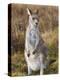 Eastern Grey Kangaroo, Kosciuszko National Park, New South Wales, Australia-Jochen Schlenker-Premier Image Canvas