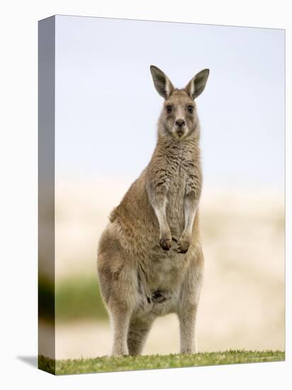 Eastern Grey Kangaroo (Macropus Fuliginosus), Marramarang National Park, New South Wales, Australia-Thorsten Milse-Premier Image Canvas