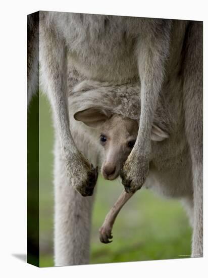 Eastern Grey Kangaroo, (Macropus Giganteus), Anglesea, Great Ocean Road, Victoria, Australia-Thorsten Milse-Premier Image Canvas