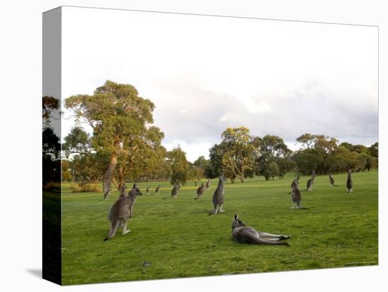 Eastern Grey Kangaroo, (Macropus Giganteus), Anglesea, Great Ocean Road, Victoria, Australia-Thorsten Milse-Premier Image Canvas