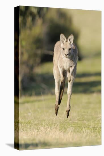 Eastern Grey Kangaroo (Macropus Giganteus) Bounding-Dave Watts-Premier Image Canvas