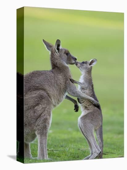 Eastern Grey Kangaroo, (Macropus Giganteus), Great Ocean Road, Anglesea, Victoria, Australia-Thorsten Milse-Premier Image Canvas