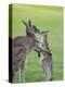 Eastern Grey Kangaroo, (Macropus Giganteus), Great Ocean Road, Anglesea, Victoria, Australia-Thorsten Milse-Premier Image Canvas