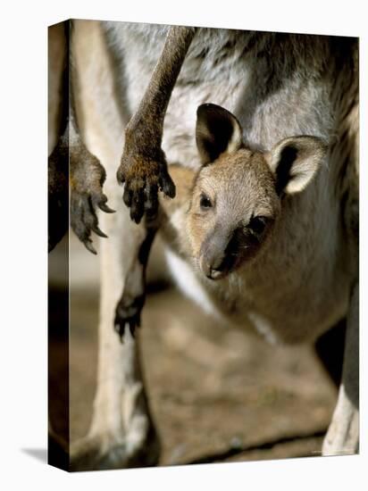 Eastern Grey Kangaroo (Macropus Giganteus) Joey in Pouch, New South Wales, Australia-Steve & Ann Toon-Premier Image Canvas