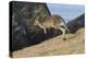 Eastern Grey Kangaroo (Macropus Giganteus) Jumping, Queensland, Australia-Jouan Rius-Premier Image Canvas