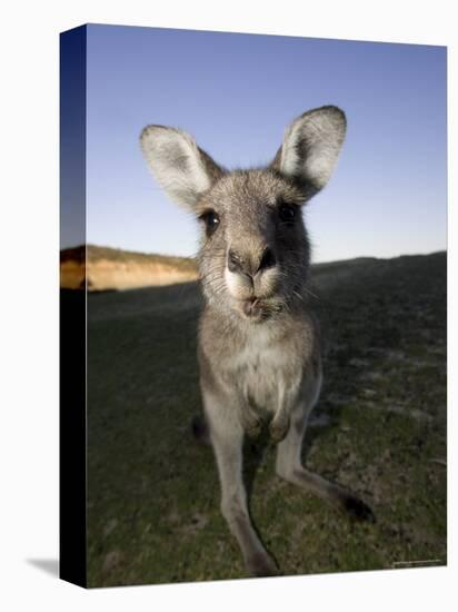 Eastern Grey Kangaroo, (Macropus Giganteus), Pebbly Beach, New South Wales, Australia-Thorsten Milse-Premier Image Canvas