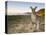 Eastern Grey Kangaroo, (Macropus Giganteus), Pebbly Beach, New South Wales, Australia-Thorsten Milse-Premier Image Canvas