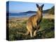 Eastern Grey Kangaroo on Beach, Murramarang National Park, New South Wales, Australia-Steve & Ann Toon-Premier Image Canvas