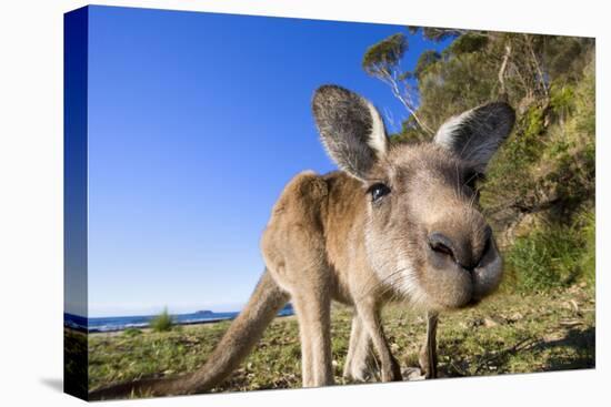 Eastern Grey Kangaroo Super Wide Angle Shot Of-null-Premier Image Canvas