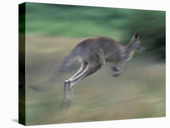 Eastern Grey Kangaroo, Wilsons Promontory National Park, Australia-Theo Allofs-Premier Image Canvas