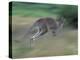 Eastern Grey Kangaroo, Wilsons Promontory National Park, Australia-Theo Allofs-Premier Image Canvas