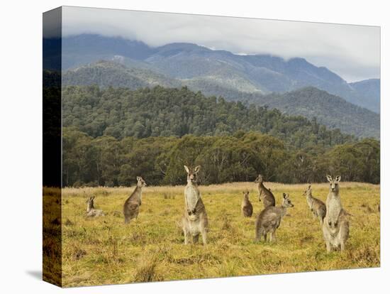 Eastern Grey Kangaroos, Geehi, Kosciuszko National Park, New South Wales, Australia, Pacific-Jochen Schlenker-Premier Image Canvas