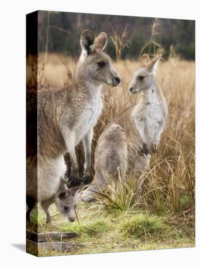 Eastern Grey Kangaroos, Kosciuszko National Park, New South Wales, Australia-Jochen Schlenker-Premier Image Canvas