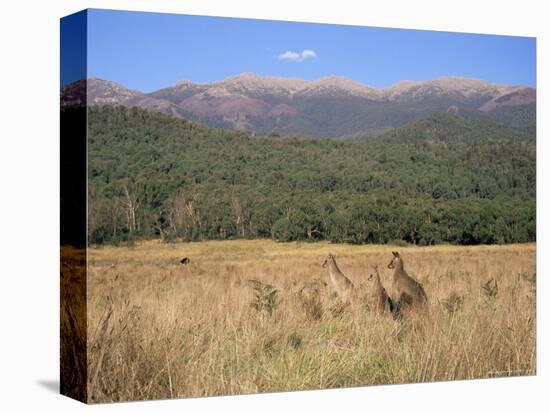 Eastern Grey Kangaroos, New South Wales, Australia, Pacific-Jochen Schlenker-Premier Image Canvas