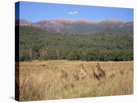 Eastern Grey Kangaroos, New South Wales, Australia, Pacific-Jochen Schlenker-Premier Image Canvas