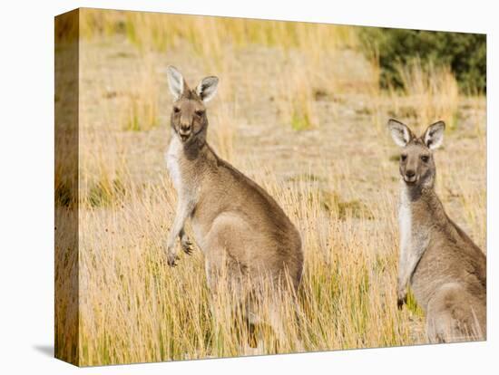 Eastern Grey Kangaroos, Wilsons Promontory National Park, Victoria, Australia, Pacific-Jochen Schlenker-Premier Image Canvas