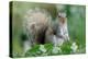 Eastern Grey Squirrel-Jacky Parker-Premier Image Canvas