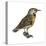 Eastern Meadowlark (Sturnella Magna), Birds-Encyclopaedia Britannica-Stretched Canvas