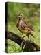 Eastern Meadowlark-Adam Jones-Premier Image Canvas