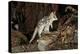 Eastern Quoll, Pale Phase (Dasyurus Viverrinus) Tasmania, Australia-Dave Watts-Premier Image Canvas